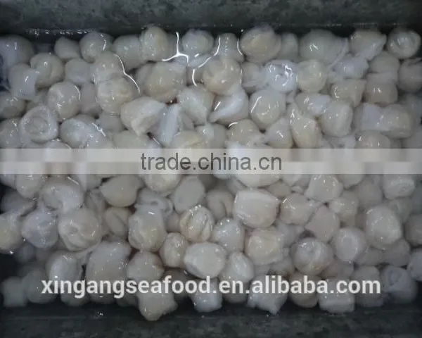 Squid Beaks photo-4