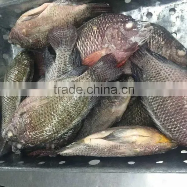 Best Quality Frozen Fish Tilapia From China photo-3