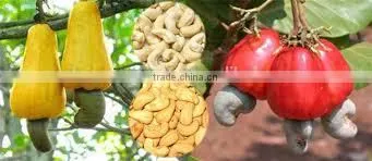SELLER OF CASHEW NUTS GRADE WW320 IN VIETNAM