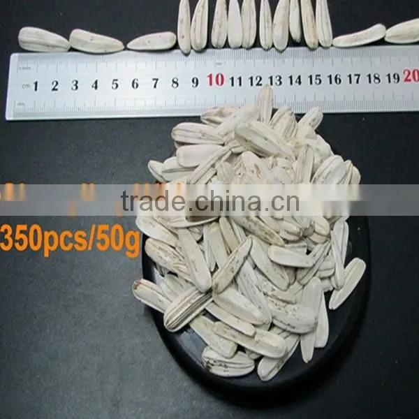 100% New White Sunflower Seeds Buyers Sunflower photo-2