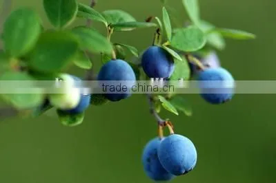 Anti=oxidant Blueberry P.E With Anthocyanidins 5-25% ,Extract Ratio 5:1 and 10:1blueberry Fruit Powder photo-2