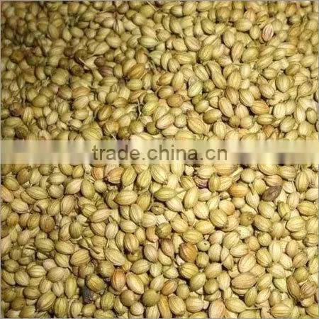 High Quality Coriander Seeds