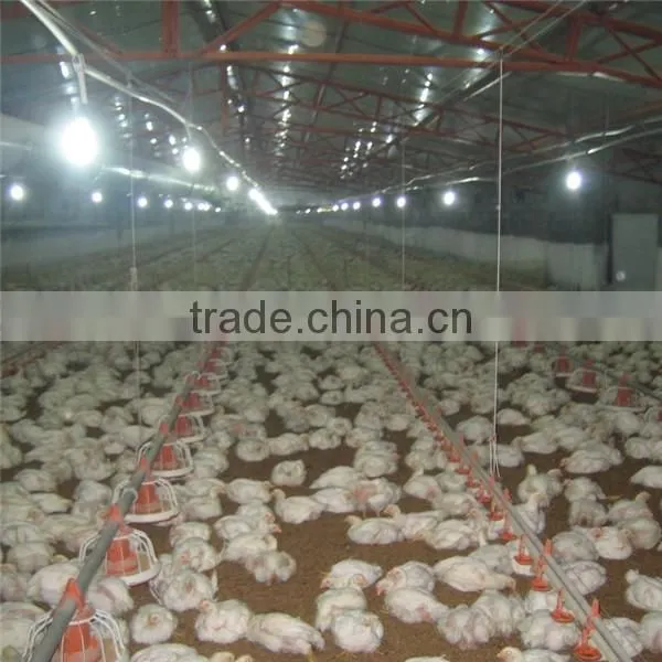 Poultry Farm Feeding Equipment photo-2