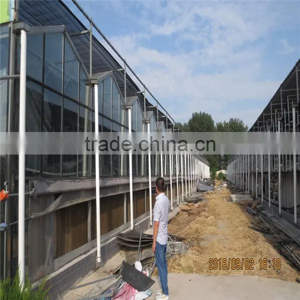 Tomato Green House photo-2