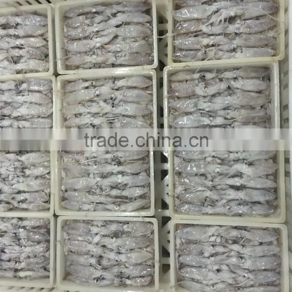 Frozen Baby Loligo Squid photo-5