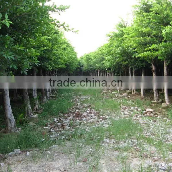 Ficus Nitida Landscaping Trees for Outdoor photo-6