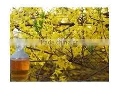 High Quality Plant Extract Forsythia Essential Oil photo-2