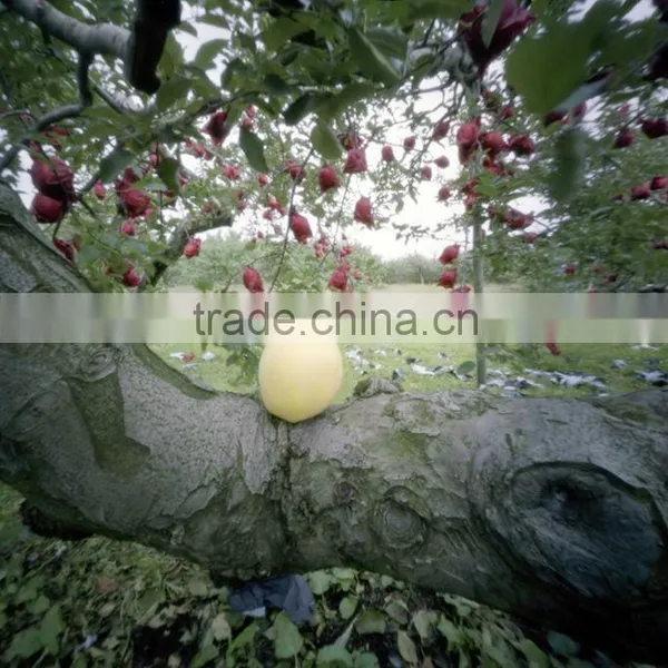 Hot Selling Apple Growing Paper Bag photo-6