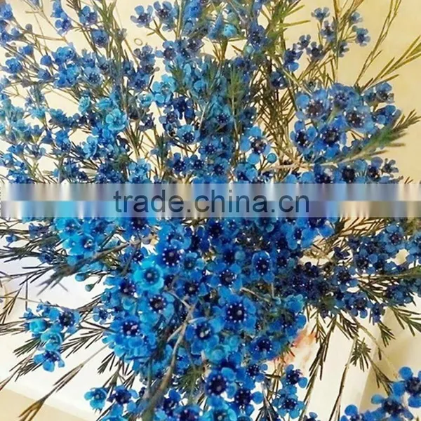 Colorful OEM Decorative Chimonanthus photo-2