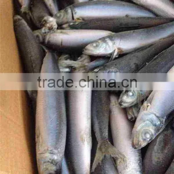 Frozen Sardine 100-150g photo-4