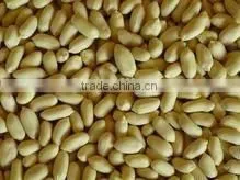 Blanched Peanut Kernels