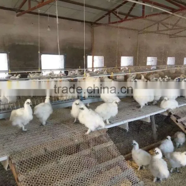 Poultry Farms Equipment, Animal Husbandry Equipment, Plastic Floor Beams for Pig Farming Equipment photo-2