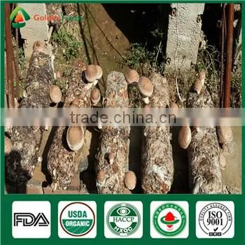 Hotsale Fresh Dry Style China Flower Mushroom Type Shiitake Growing Cultivation Bags photo-3