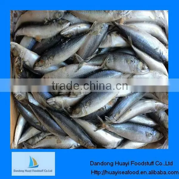 frozen mackerel fish hgt mackerel
