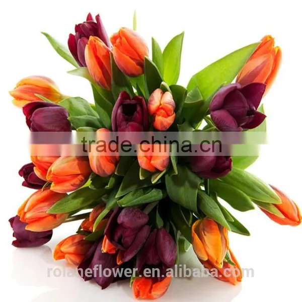 2016 Hot Sale Fresh Cut Colorful Tulip Flower From Yunnan photo-3