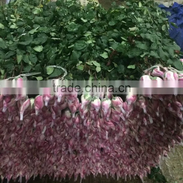 Kunming Fresh Cut Flowers Rose Flower photo-2