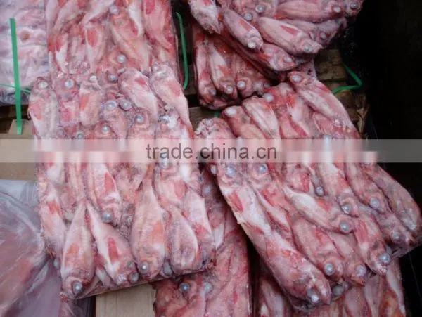 Frozen Red Fish photo-2