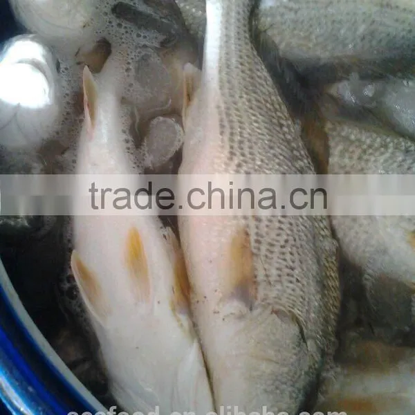 FROZEN RED DRUM (Sciaenops Ocellatus) photo-2