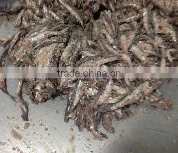 Spain Processing Way Salted Anchovy Fillets photo-6
