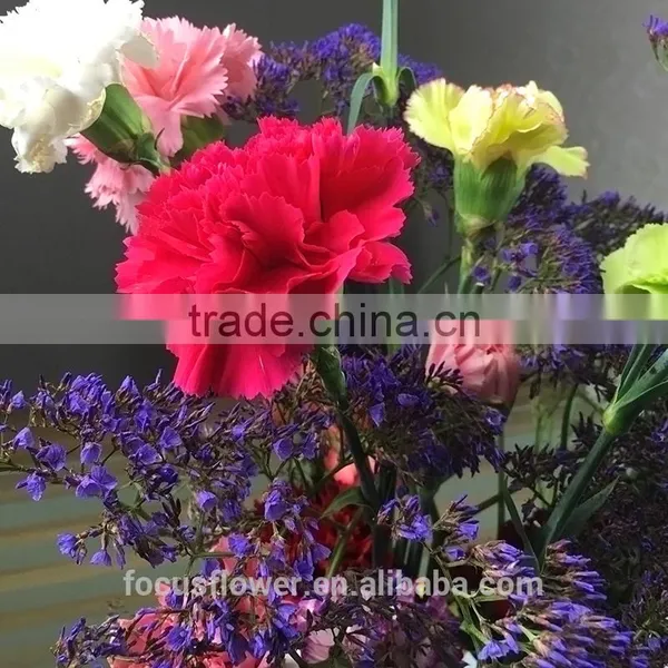 Fresh Cut Flowers Carnation Cut Flower Prices Garden Flowers Yunnan photo-6