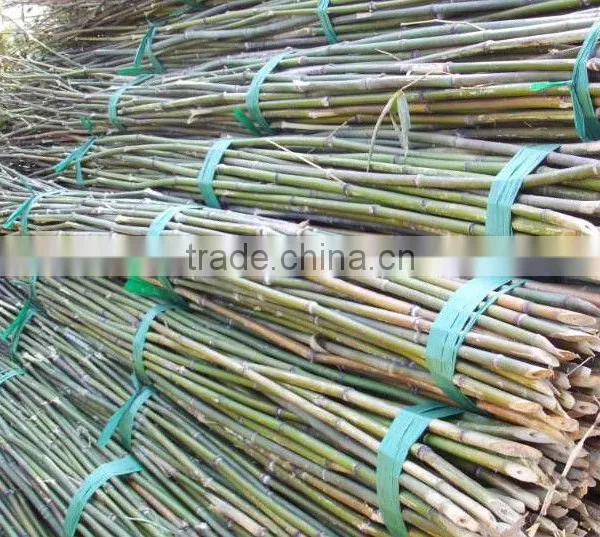 Bamboo Pole