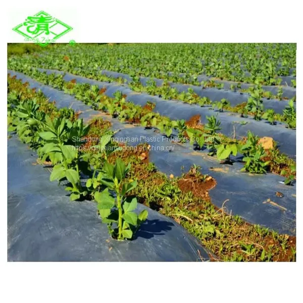 UV Resistant Ldpe Film Plastic Mulch Film Used for Agriculture Greenhouse or Gardening Crops