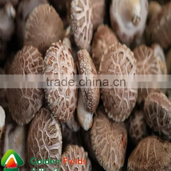 Frozen Milky Shiitake Mushrooms Spawn Cultivation photo-4