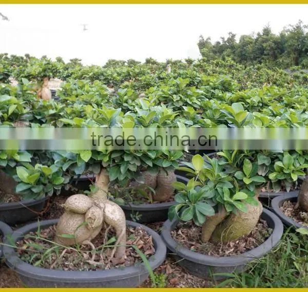 S Shaped Ficus Ginseng Microcarpa Bonsai Tree Banyan Ficus Indoor Ornamental Decorative Plants Nursery photo-5