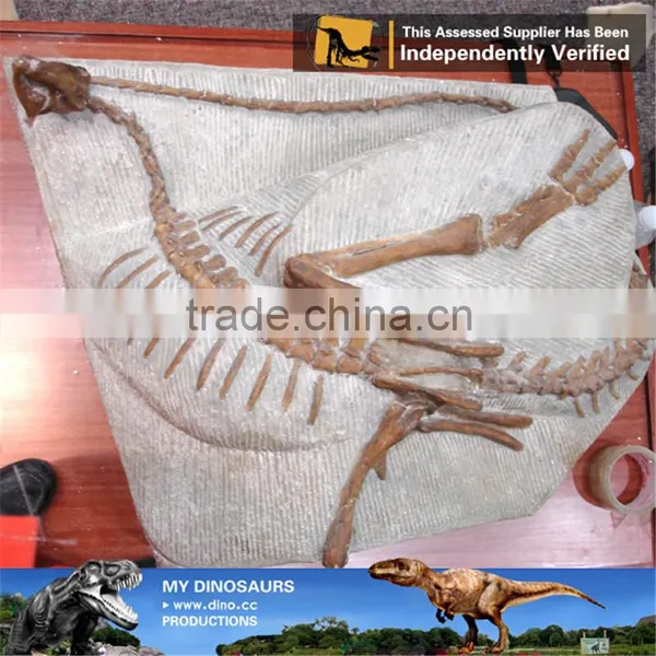 MY Dino-C097 Educational Fiberglass Dinosaur Skeleton Specimens photo-6