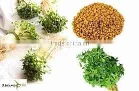 FENUGREEK POWDER EXTRACT photo-2