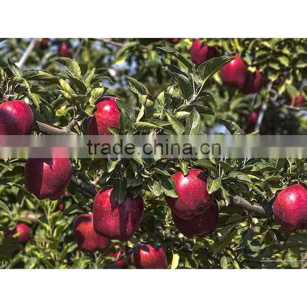 Common Cultivation Type and Apple Type Fresh Apples Fruit photo-6