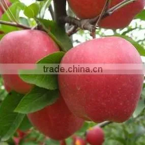 2016 Fresh Red Star Apples With High Quality for Sale Chinese Fresh Red Star Apples Factory photo-5