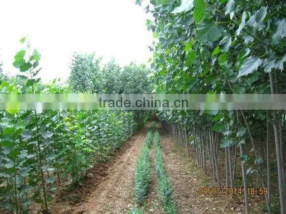 Ulmus Pumila L. Seedling photo-2