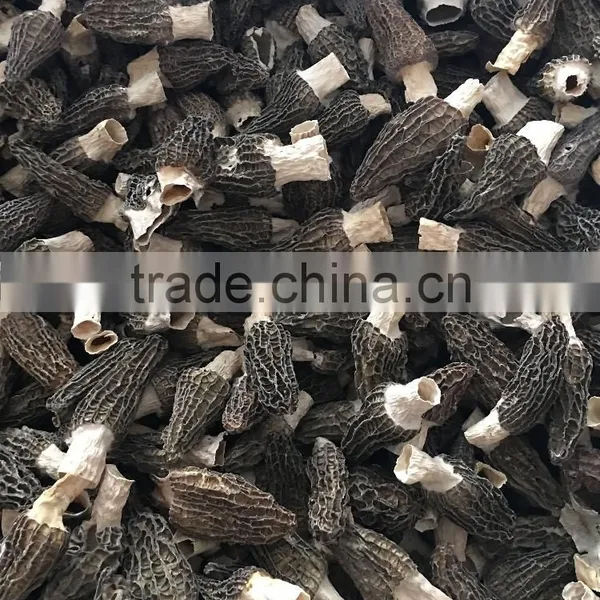 High Quality Morels/morilles/morchella Conica/cultivate Morels/morel Mushroom photo-3