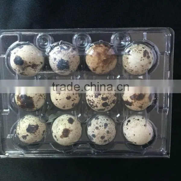 PVC Plastics Plastics Food Containers Egg Packing Box for Quail 12 Eggs Quail Egg Tray photo-2