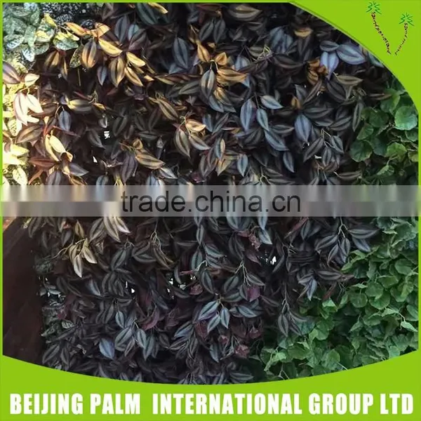 Concrete Plastic Vertical Wall Garden Planter For Garden Decorative Artificial Plant photo-2