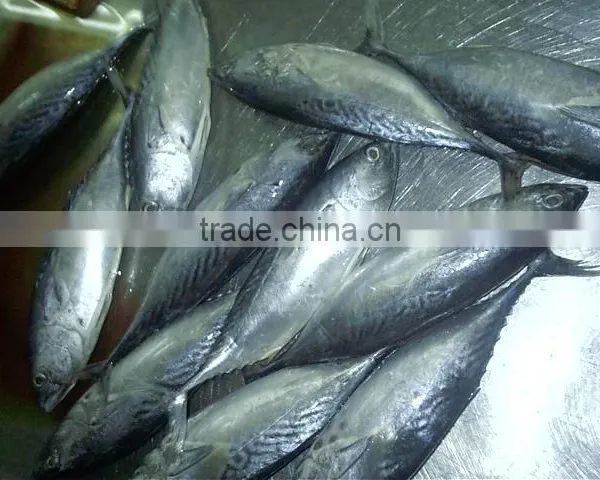 Sarda Chiliensis - Eastern Pacific Bonito 1000g+ photo-2