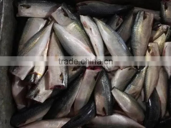 HGT Pacific Mackerel Scomber Japonicus Headless Gutted Tailess photo-2