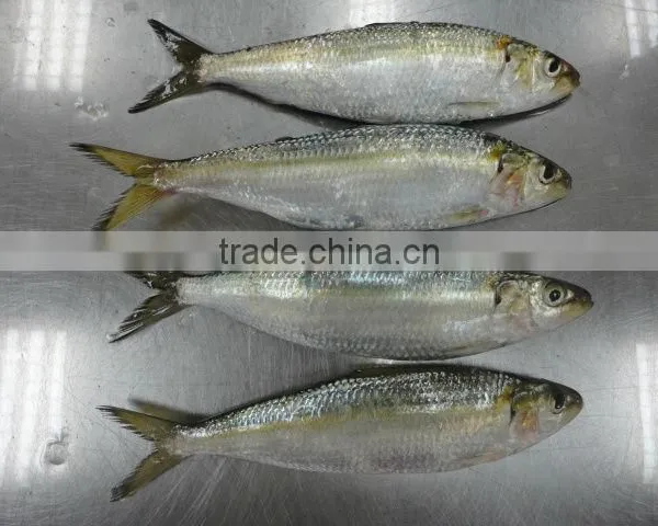 Good Quality Sea Frozen Sardine Fish photo-3