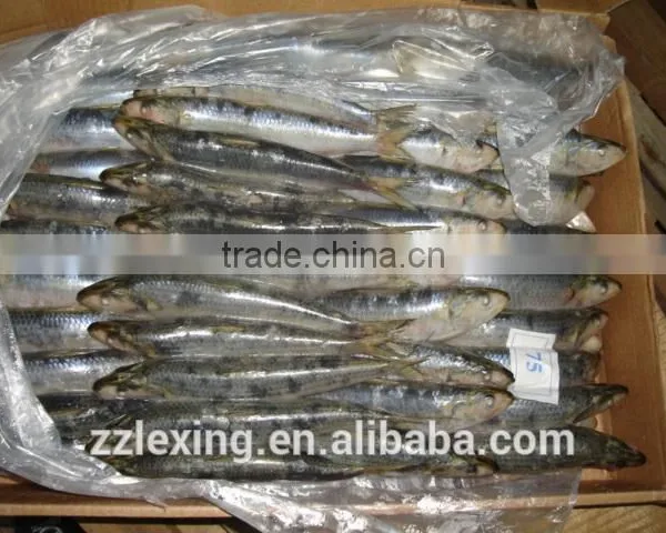 Good Quality Frozen Sardine for Bait photo-3