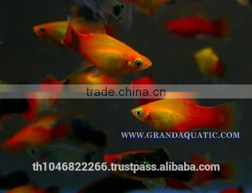 Platy Fish Farm For Sale / Ornamental Fish Exporter photo-3