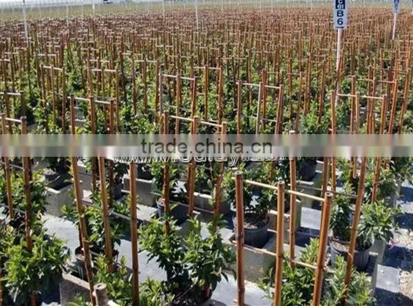 Bamboo Poles Flower Trellis for Supporting Plants photo-5