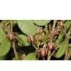 Bilberry Extract