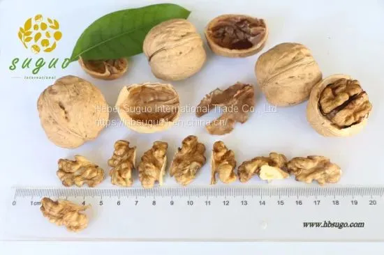 Northern Walnut Kernel & Whole Half Walnut Kernel & Balanced Walnut Kernel photo-2