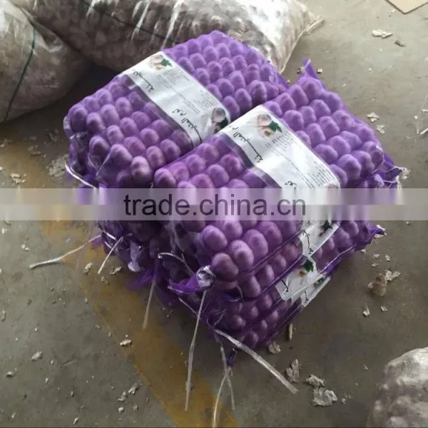 Garlic Price of 2016 photo-2
