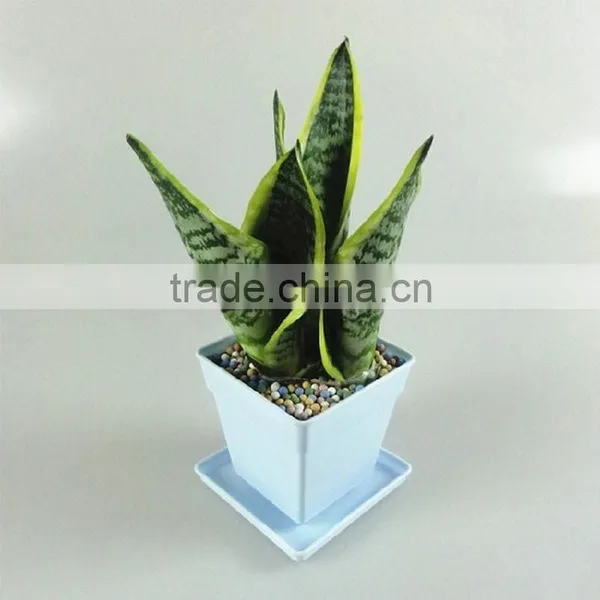 Suitable for Garden Beautification or Potted Sansevieria Plants photo-2