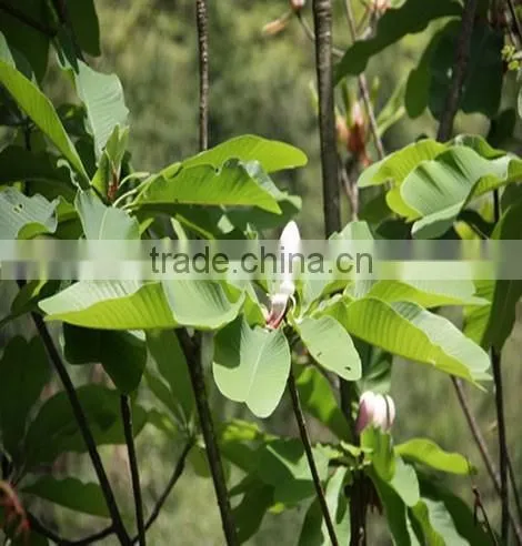 Magnolia Bark Extract( 95% Honokiol/95%Magnolol /98%Magnolol and Honokiol)