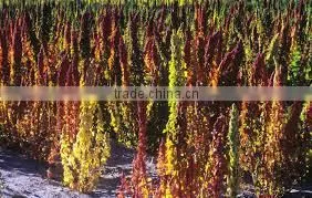 FRESH QUINOA photo-4