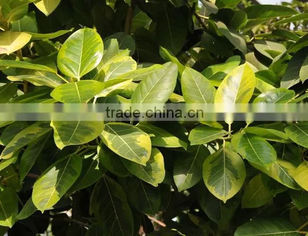 Ficus Elastica Roxb.'Schryver Iana' Tree Seedling photo-2