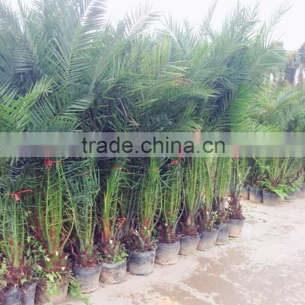 Good Price Date Palm in Bag